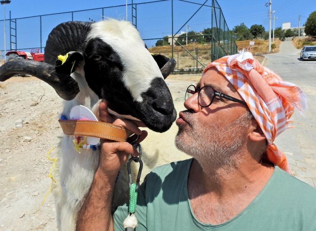 &Ccedil;eşme&rsquo;de sakız koyun ve ko&ccedil;larının en g&uuml;zelleri se&ccedil;ildi