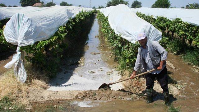 Üzümler sıcaktan etkilenmesin diye sulama artırıldı