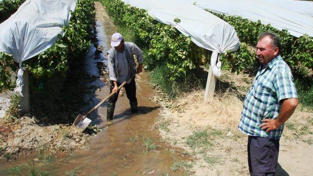 Üzümler sıcaktan etkilenmesin diye sulama artırıldı