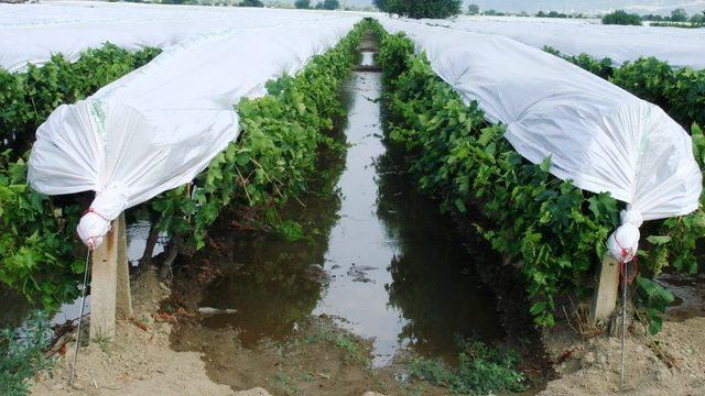 Üzümler sıcaktan etkilenmesin diye sulama artırıldı