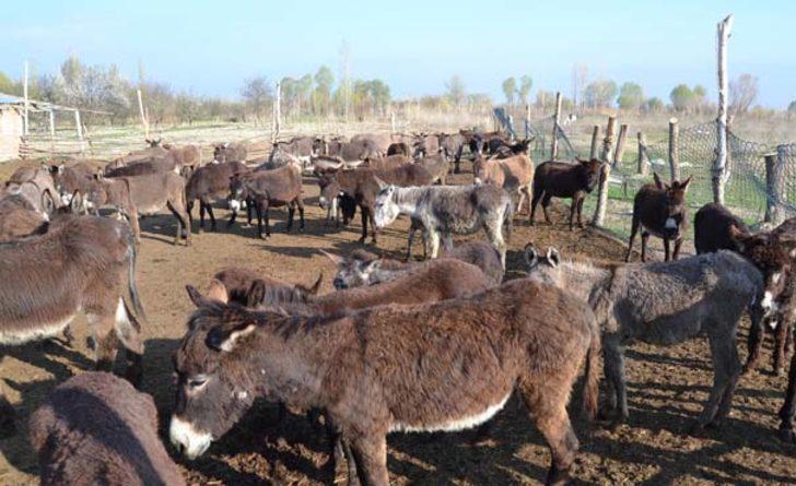 Eşek sütünün litresini 120 liradan satıyor G1