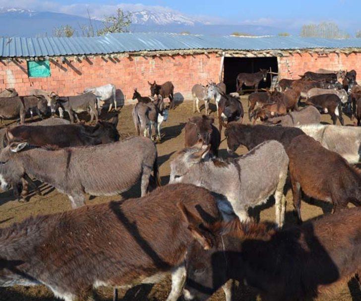 Eşek sütünün litresini 120 liradan satıyor G2