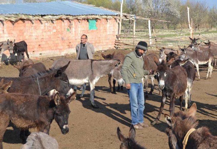 Eşek sütünün litresini 120 liradan satıyor G3