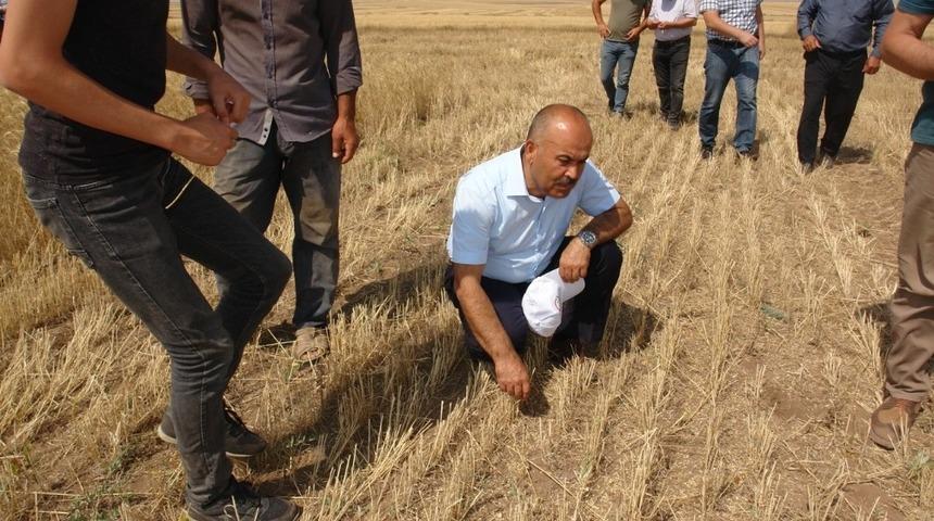 Toprak işlemesiz tarım yaygınlaşıyor