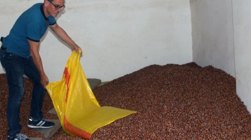 Fındık fiyatı haftaya düşüşle başladı