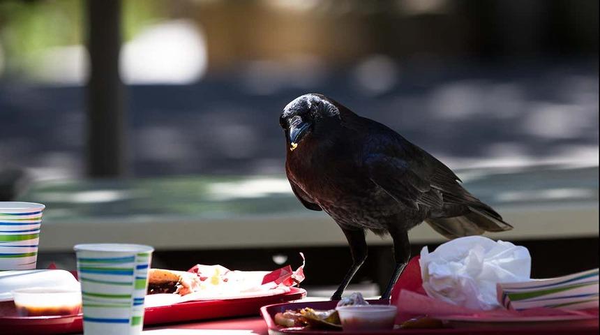 Fast food onları da etkiledi!