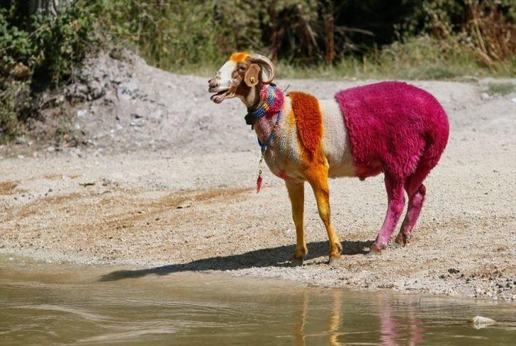 Geleneksel yarış başladı! Koyunlarını sudan geçirmek için kıyasıya yarıştılar G1