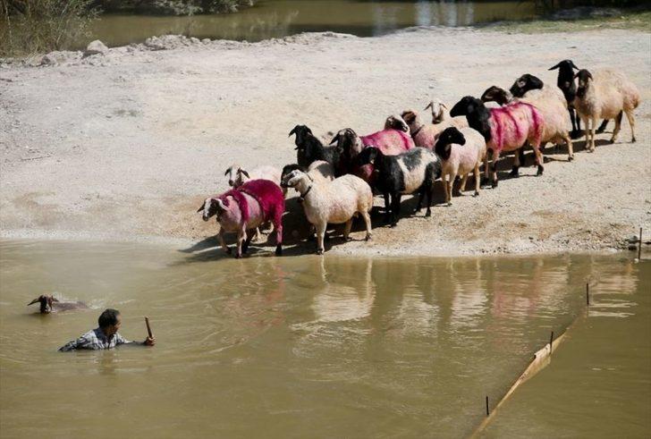 Geleneksel yarış başladı! Koyunlarını sudan geçirmek için kıyasıya yarıştılar G2