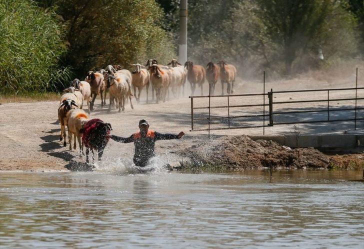 Geleneksel yarış başladı! Koyunlarını sudan geçirmek için kıyasıya yarıştılar G4