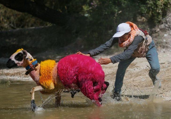Geleneksel yarış başladı! Koyunlarını sudan geçirmek için kıyasıya yarıştılar G5