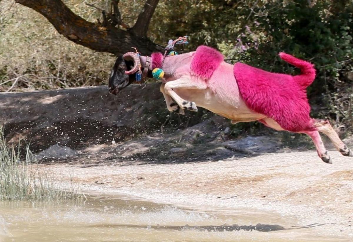 Geleneksel yarış başladı! Koyunlarını sudan ge&ccedil;irmek i&ccedil;in kıyasıya yarıştılar