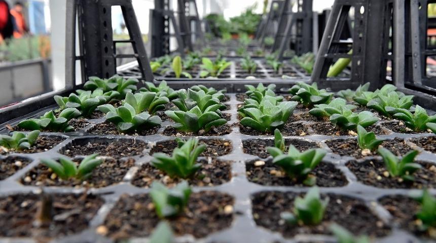 Başkent’e ithal ağaç girmeyecek, israf son bulacak