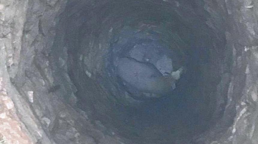 Kullanılmayan su kuyusuna düşen koçu itfaiye kurtardı