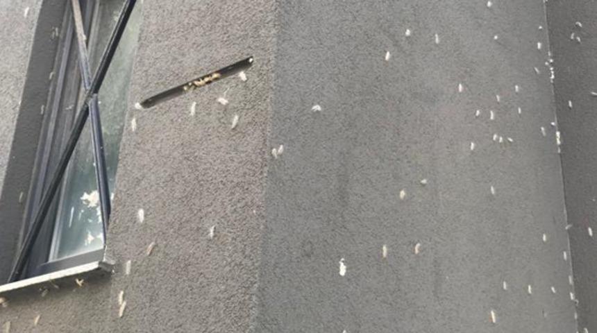 İstanbul Kadık&ouml;y'de tırtıllar mahallenin kabusu oldular