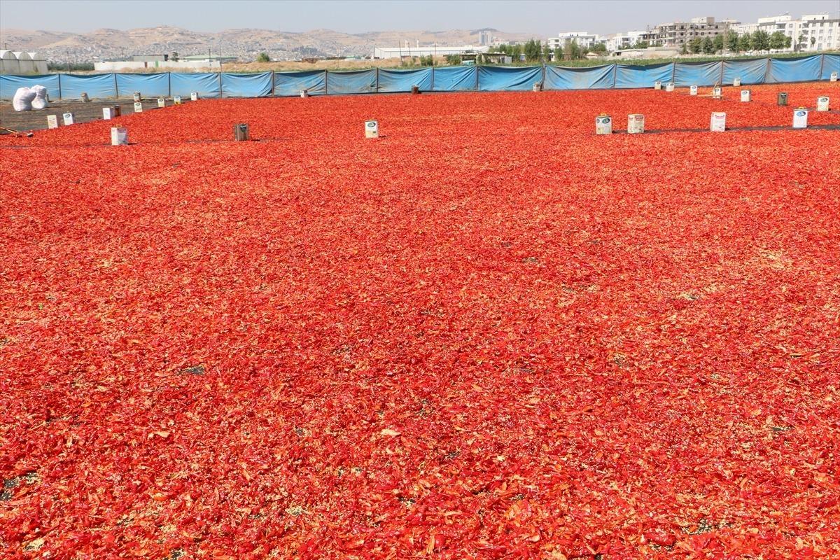 İsotun "acı" ser&uuml;veni başladı