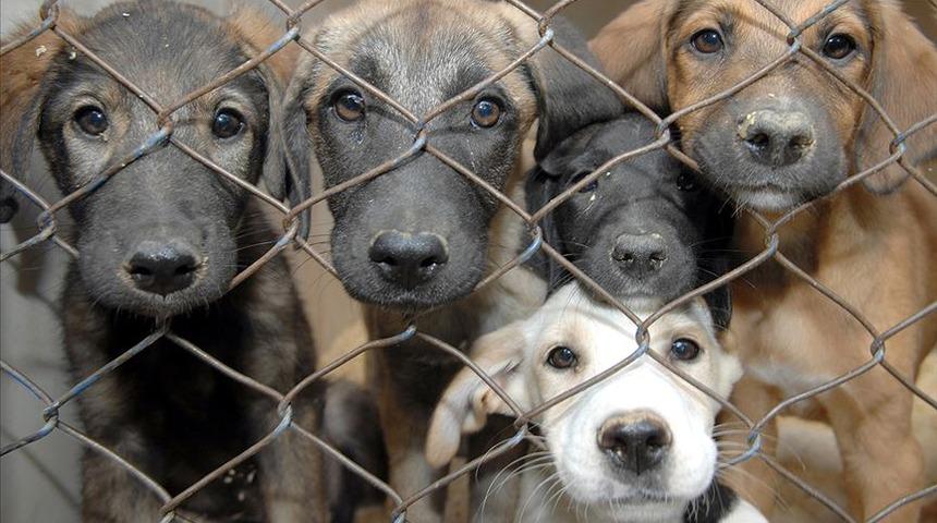 Korkunç iddia! Bir il bunu konuşuyor: Şikayette bulunuldu