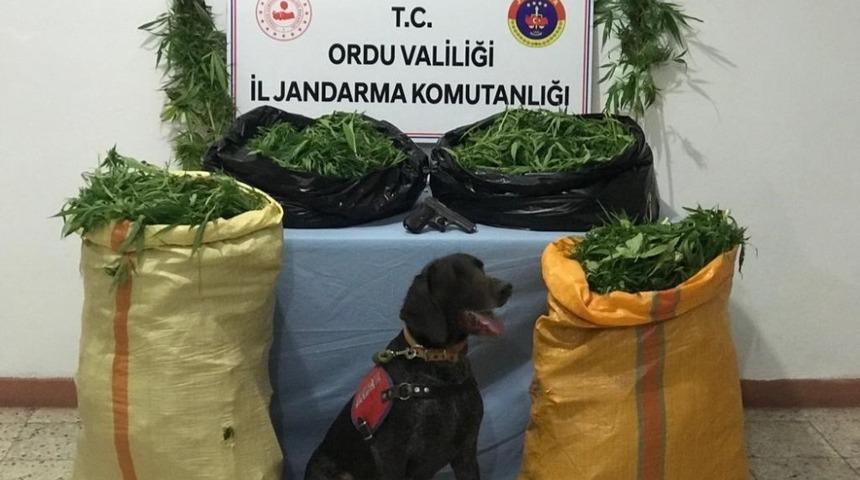 Ordu&rsquo;da uyuşturucu operasyonu
