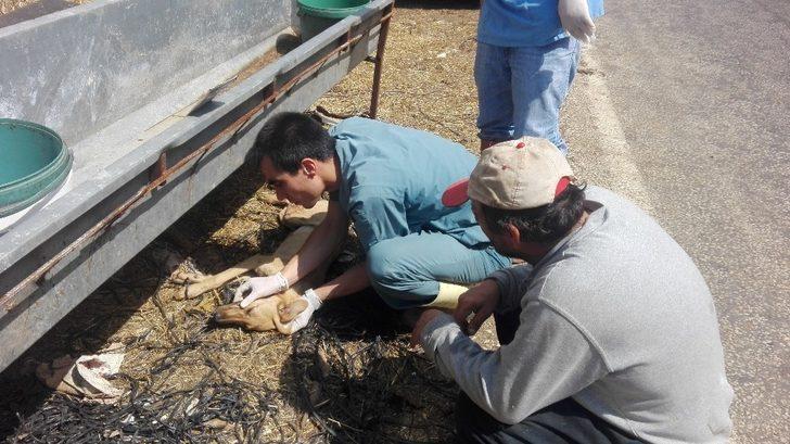 Köpeğe çarpıp kaçtı G2