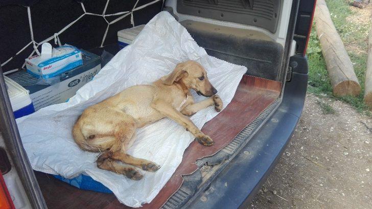 Köpeğe çarpıp kaçtı G3