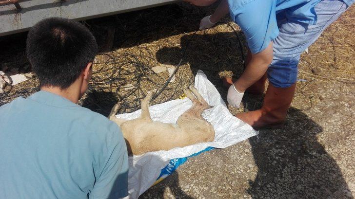 Köpeğe çarpıp kaçtı G4