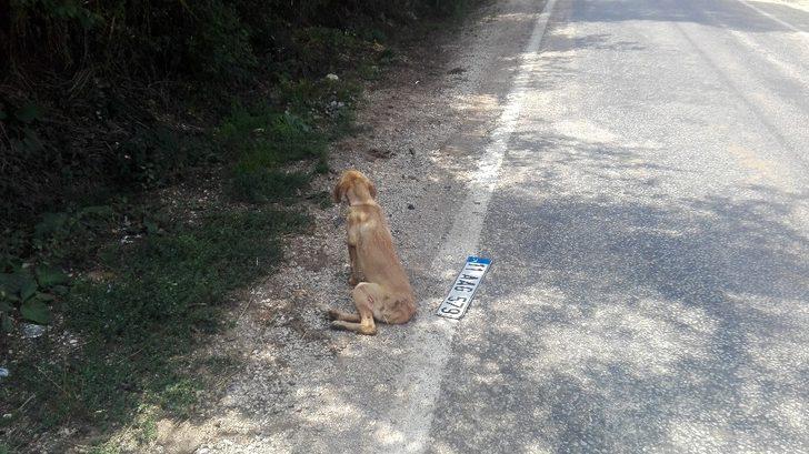 Köpeğe çarpıp kaçtı G5