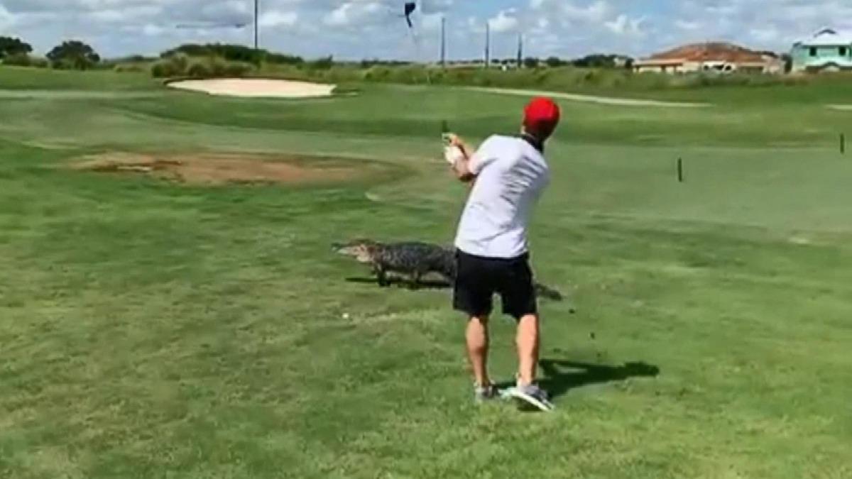 ABD'de ilgin&ccedil; g&ouml;r&uuml;nt&uuml;! Timsaha rağmen golf oynamaya devam etti