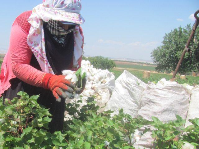 Araban Ovası’nda pamuk hasadına başlandı