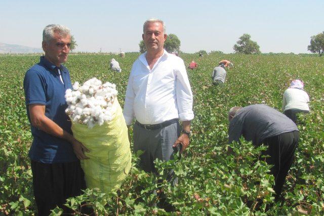 Araban Ovası’nda pamuk hasadına başlandı