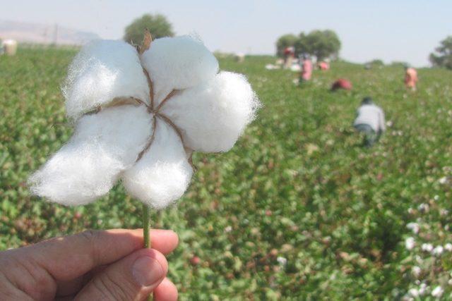 Araban Ovası’nda pamuk hasadına başlandı