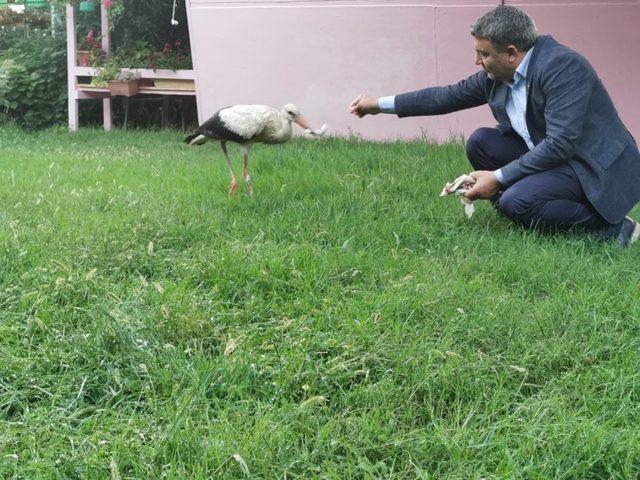 Sürüden ayrılan leyleği belediye başkanı elleri ile besledi