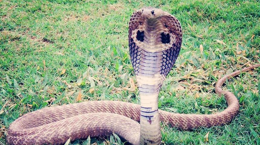 Evden ka&ccedil;an kobra yılanı aranıyor