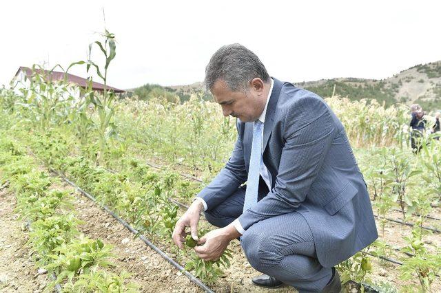 Mamak tarımın merkezi olacak