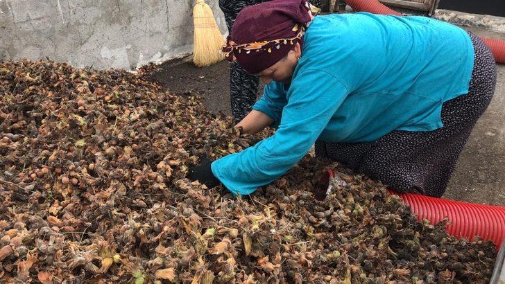 Patozcular bu yıl mutlu G2