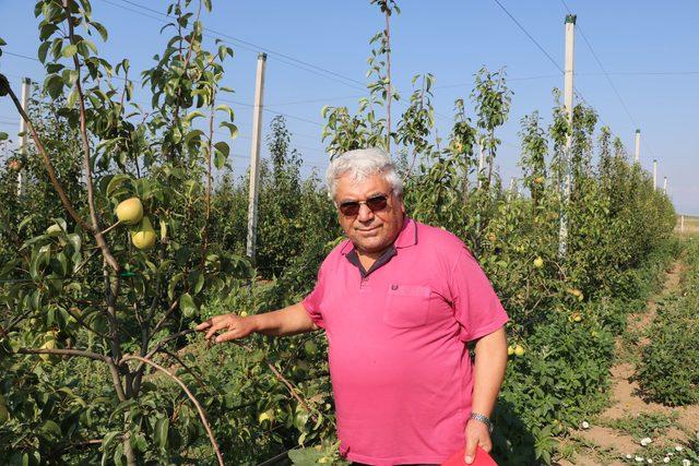 Çocukluk hayali armut bahçesinde ilk hasadını yaptı