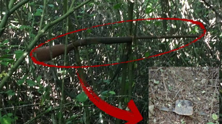 Sakarya'da kenevir ekili araziye tuzak kurmuşlar