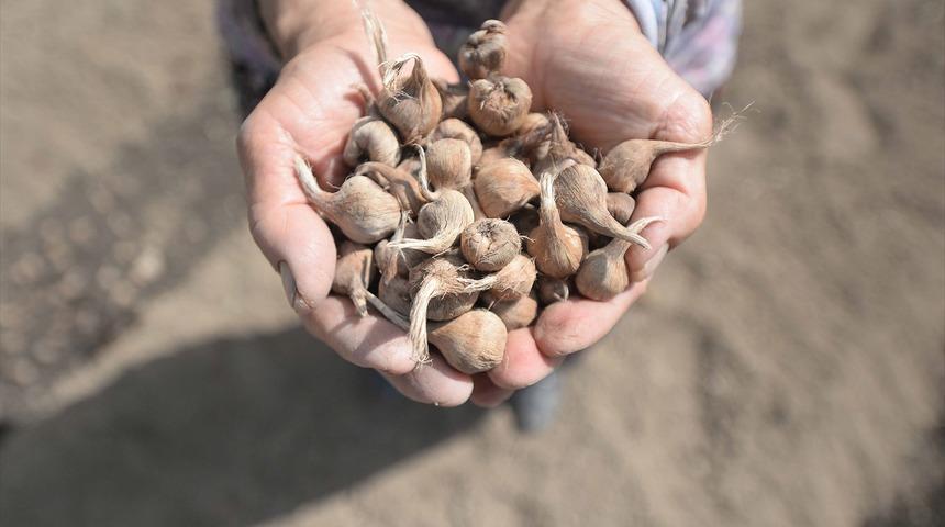  'Mucize bitki'nin tohumları toprakla buluştu