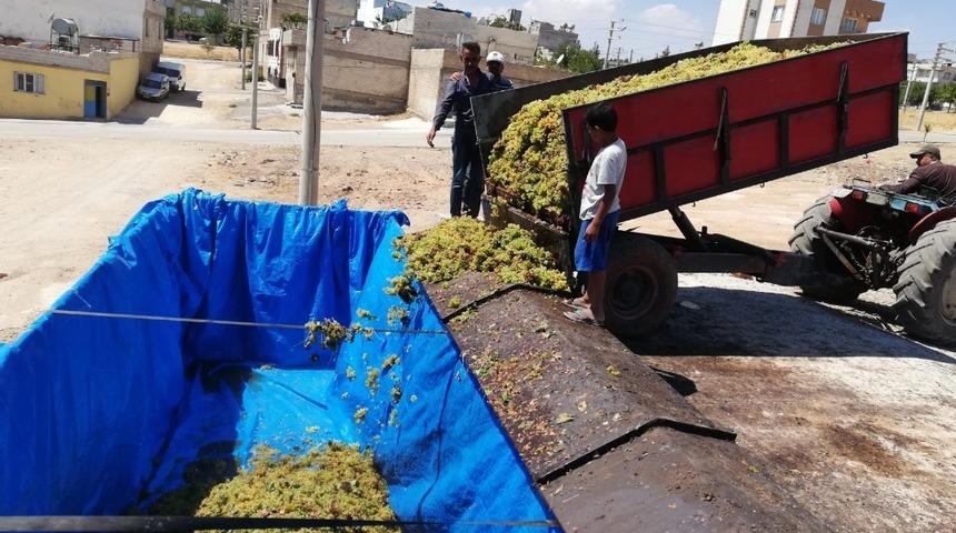 Yaş &uuml;z&uuml;m alımları s&uuml;r&uuml;yor