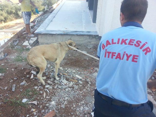 Burhaniye’de havuza düşen köpeği itfaiye kurtardı