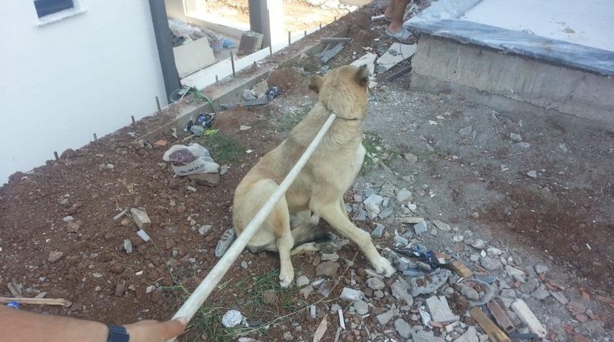 Burhaniye&rsquo;de havuza d&uuml;şen k&ouml;peği itfaiye kurtardı