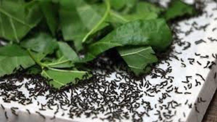 Evlerinde ipek böceği yetiştirerek 6 bin lira kazanacaklar G1