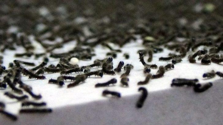 Evlerinde ipek böceği yetiştirerek 6 bin lira kazanacaklar G3