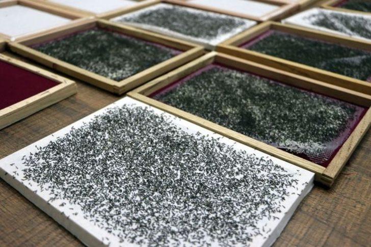 Evlerinde ipek böceği yetiştirerek 6 bin lira kazanacaklar G4