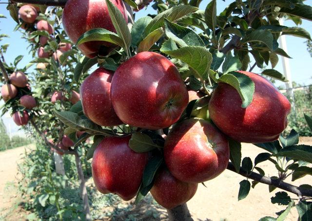 Niğde'de 454 bin ton elma rekoltesi bekleniyor