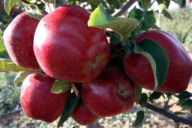Niğde'de 454 bin ton elma rekoltesi bekleniyor