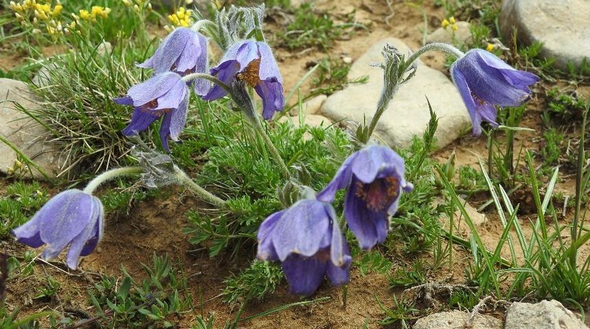 Erzincan 500 dolayında endemik bitkiye ev sahipliği yapıyor