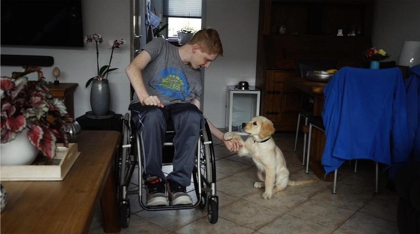 Rehber köpekler Engelsiz Filmler Festivali'nde