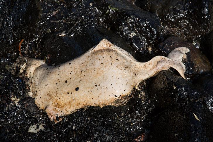 Şile sahilindeki yakıtın sırrı çözüldü G3