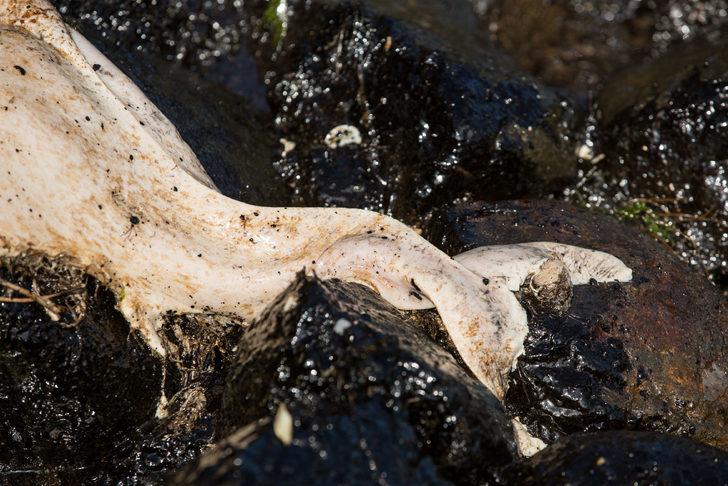 Şile sahilindeki yakıtın sırrı çözüldü G4