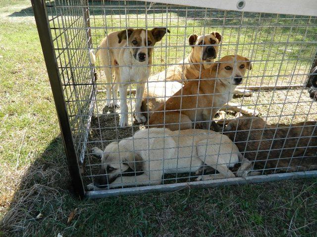 Bilecik’te başıboş köpeklere sağlık kontrolü ve aşılama yapıldı