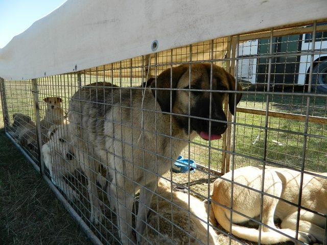 Bilecik’te başıboş köpeklere sağlık kontrolü ve aşılama yapıldı